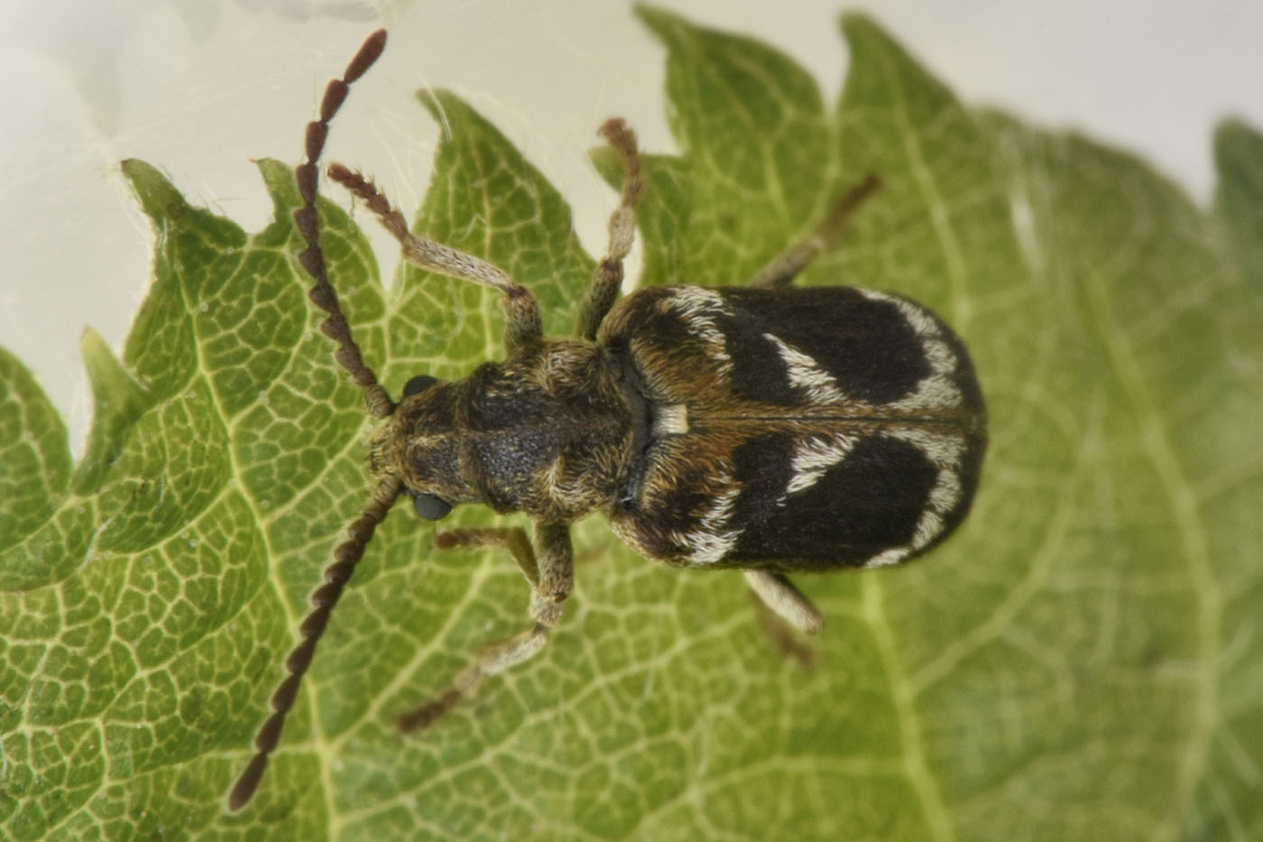 Anobiidae: Ptinomorphus regalis? Sì.